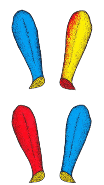 Quattro di bastoni - carta romagnola da stampare in PNG