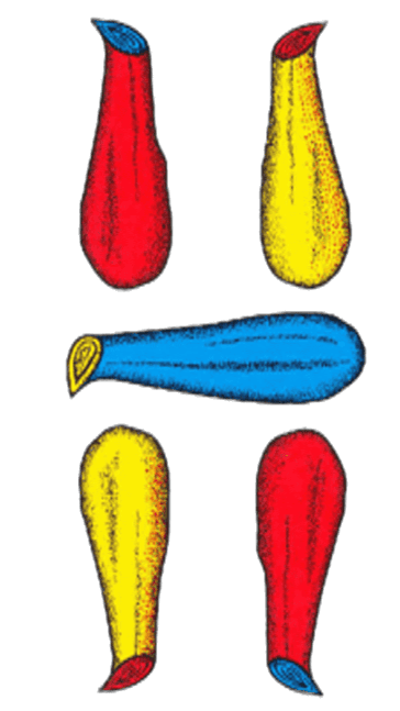 Cinque di bastoni - carta romagnola da stampare in PNG